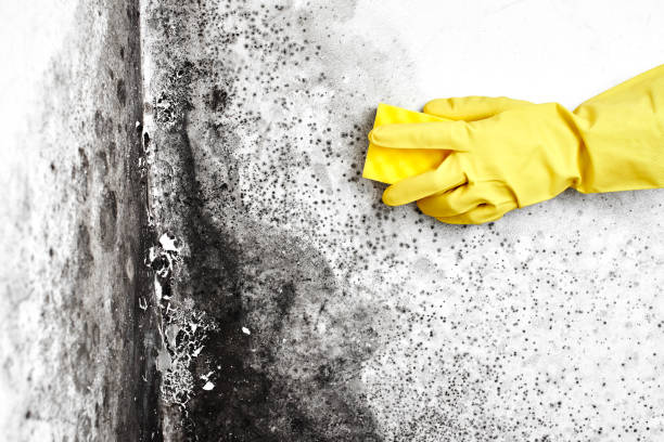 Best Local Mold Removal Service  in Villa Park, CA