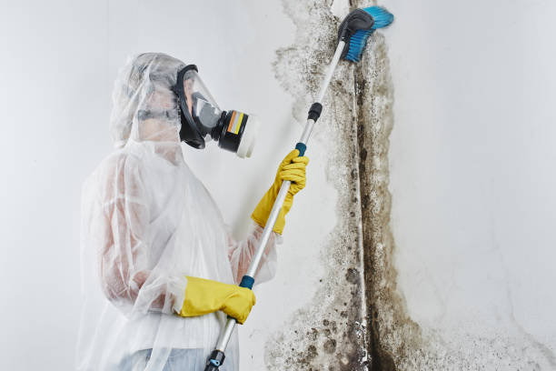 Mold Testing and Removal in Villa Park, CA