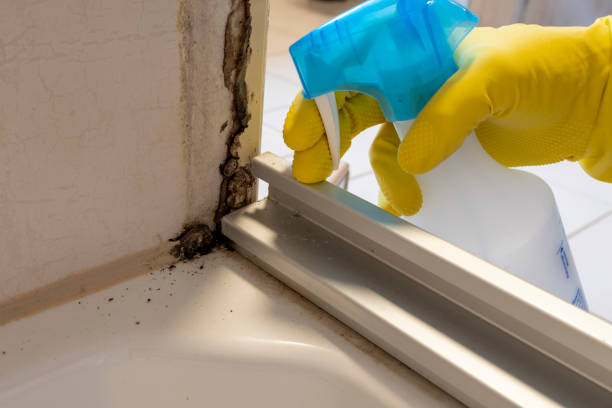 Best Professional Mold Removal  in Villa Park, CA